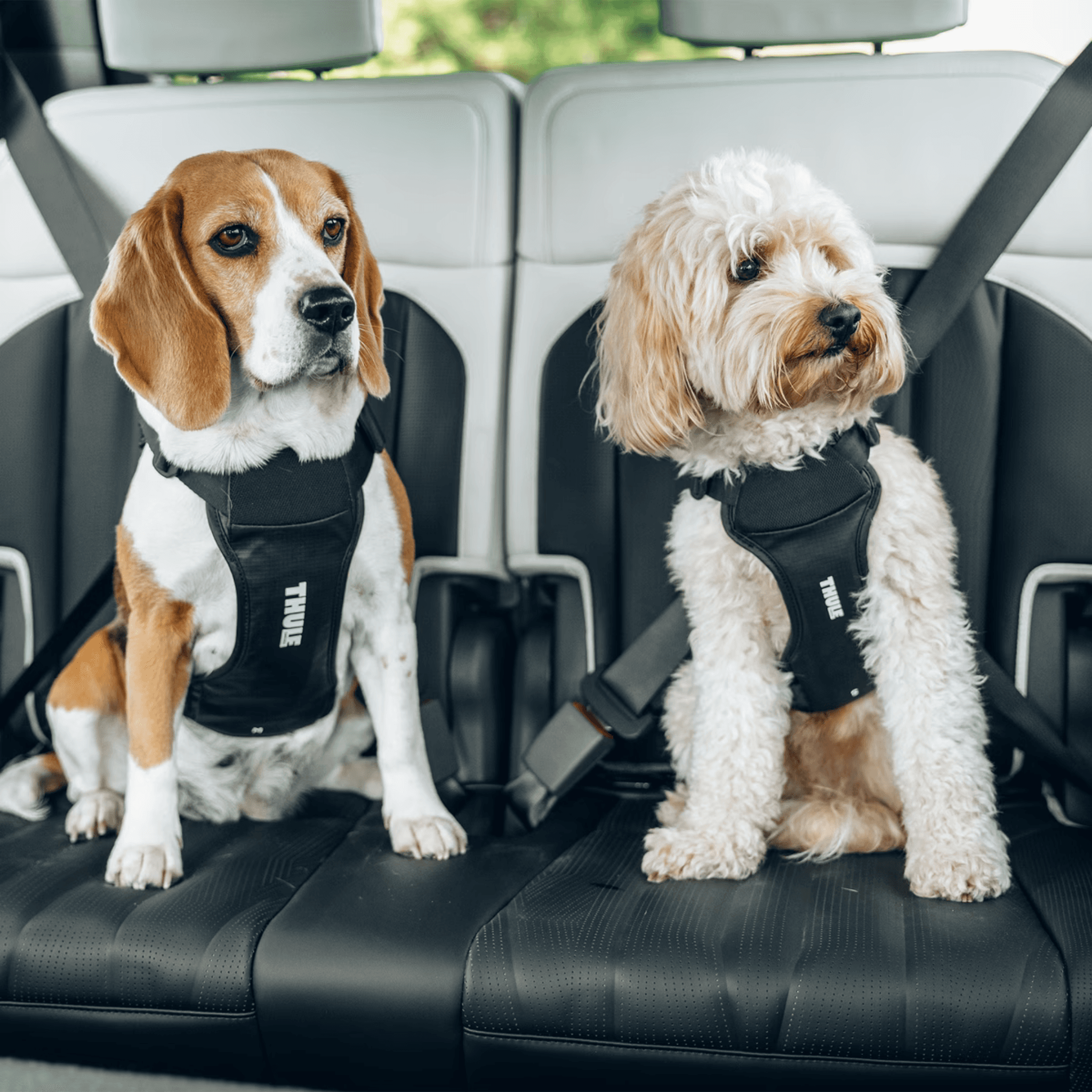 Thule Cappy – Bilsele til hund