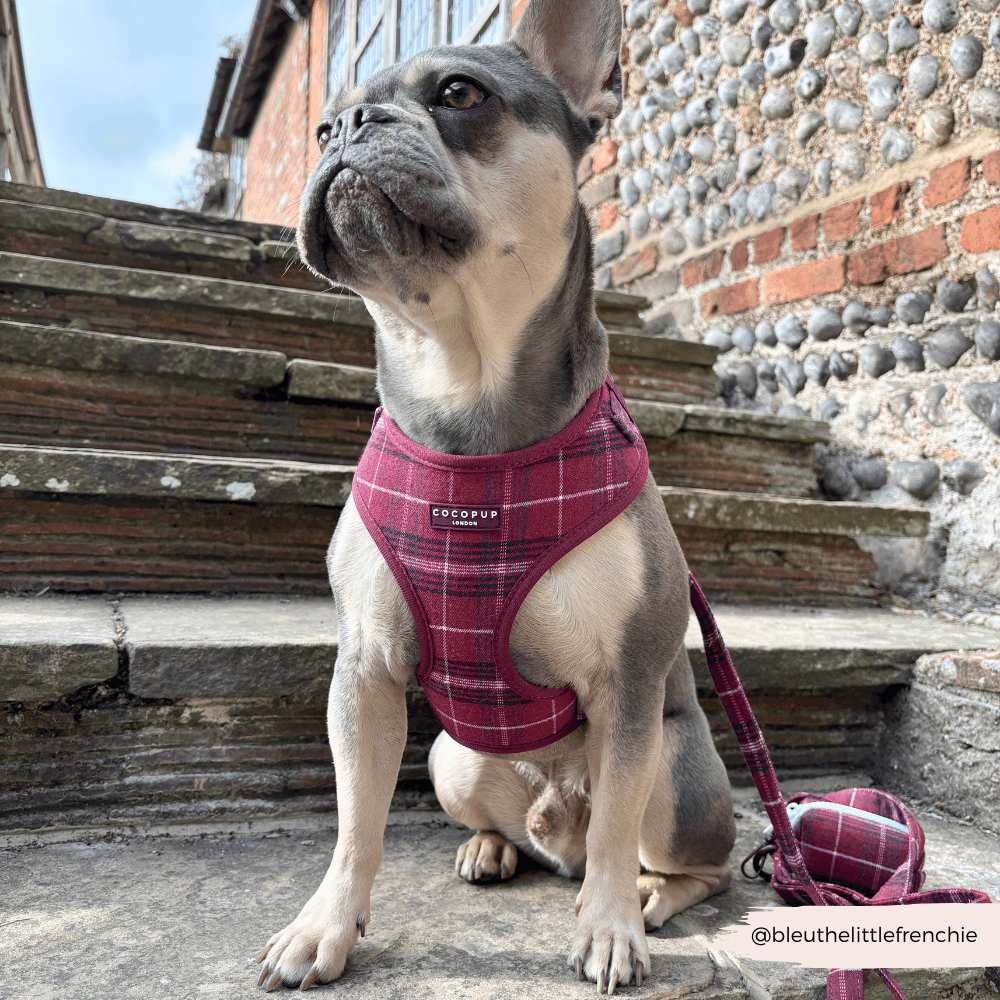 Mulberry Plaid – Hundebånd