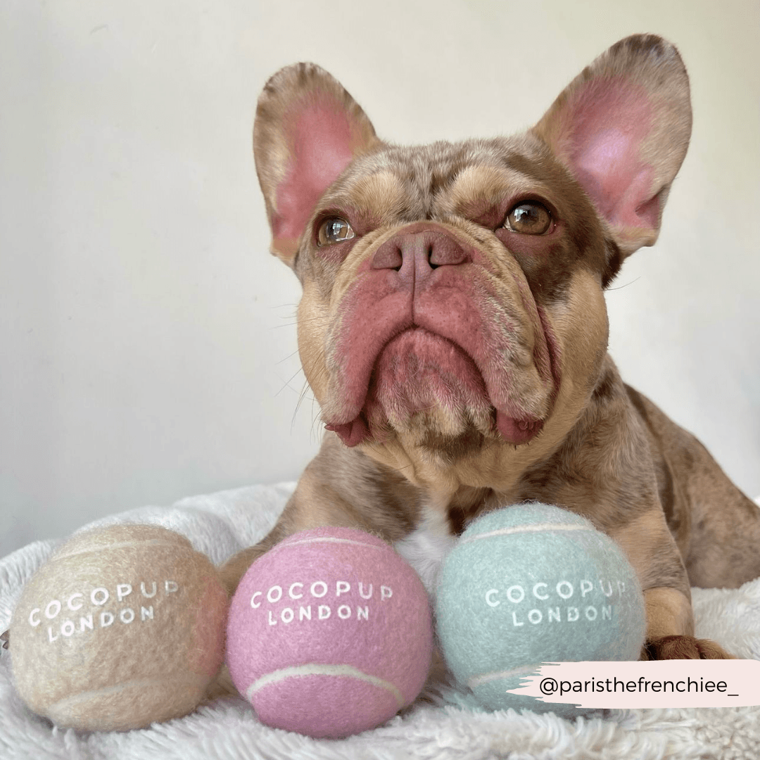 Cocopup London – Tennisball til hund | Flere farger